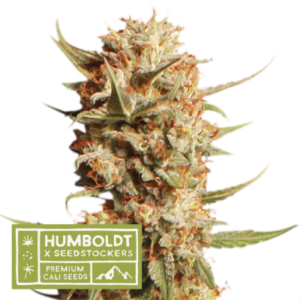Humboldt X Seedstockers THUNDER BANANA AUTO