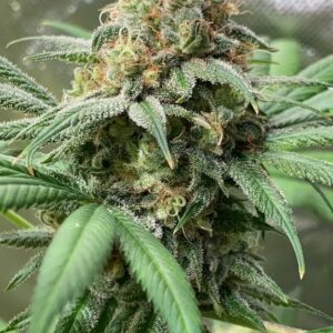 Trichome Jungle Seeds PINEAPPLE SOUL
