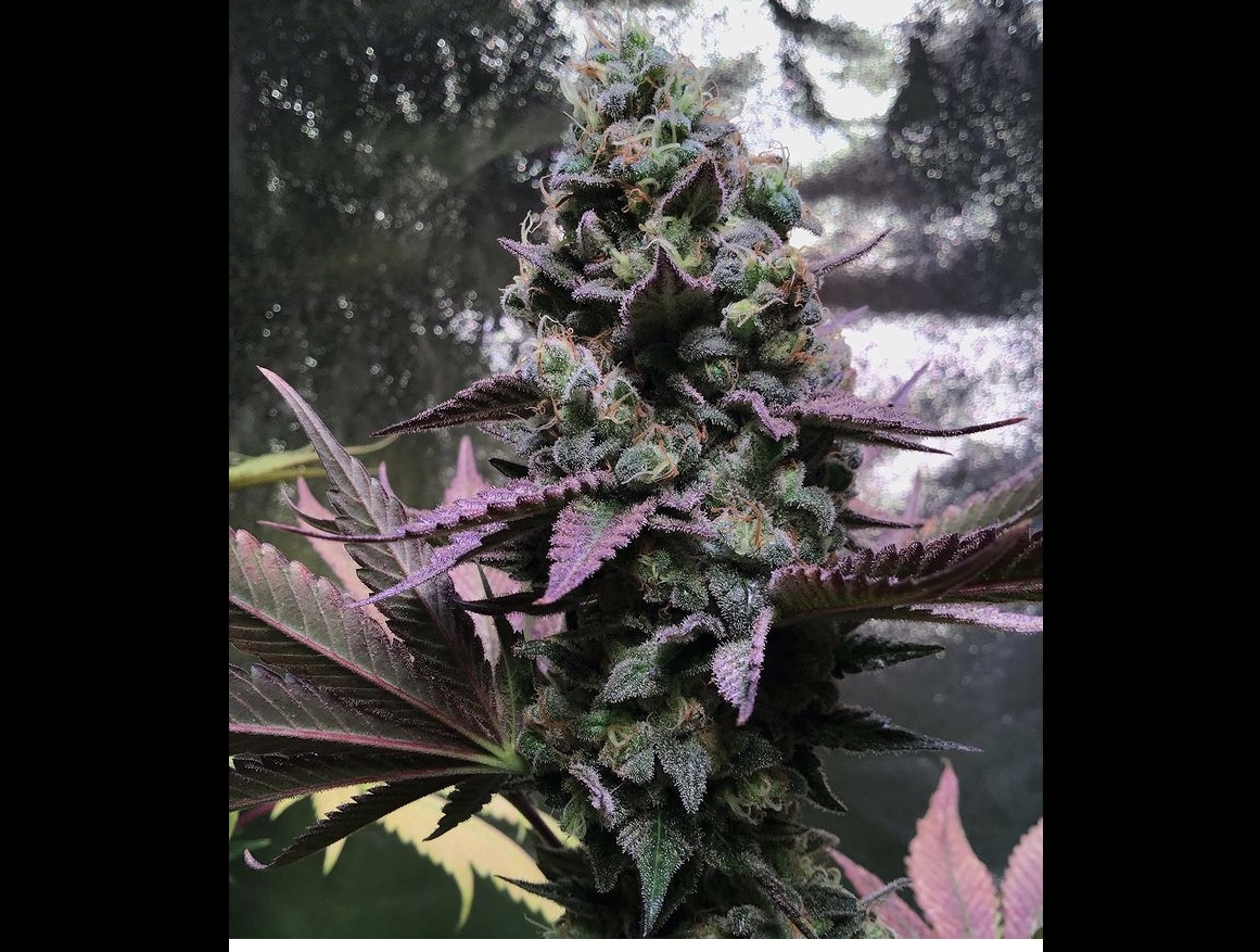 Trichome Jungle Seeds ROSE SOUL