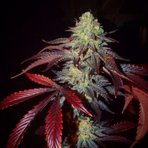 Trichome Jungle Seeds SHIVAS SOUL