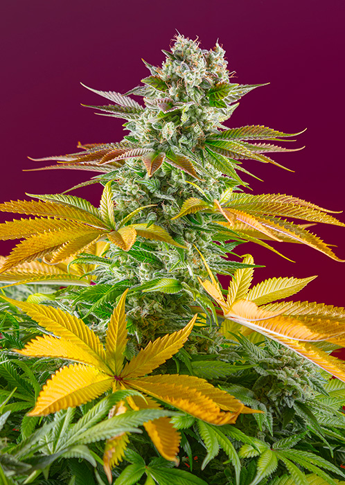 Sweet Seeds GORILLA SHERBET F1 FAST VERSION
