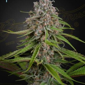 Green House Seeds DEEP CANDY CBD