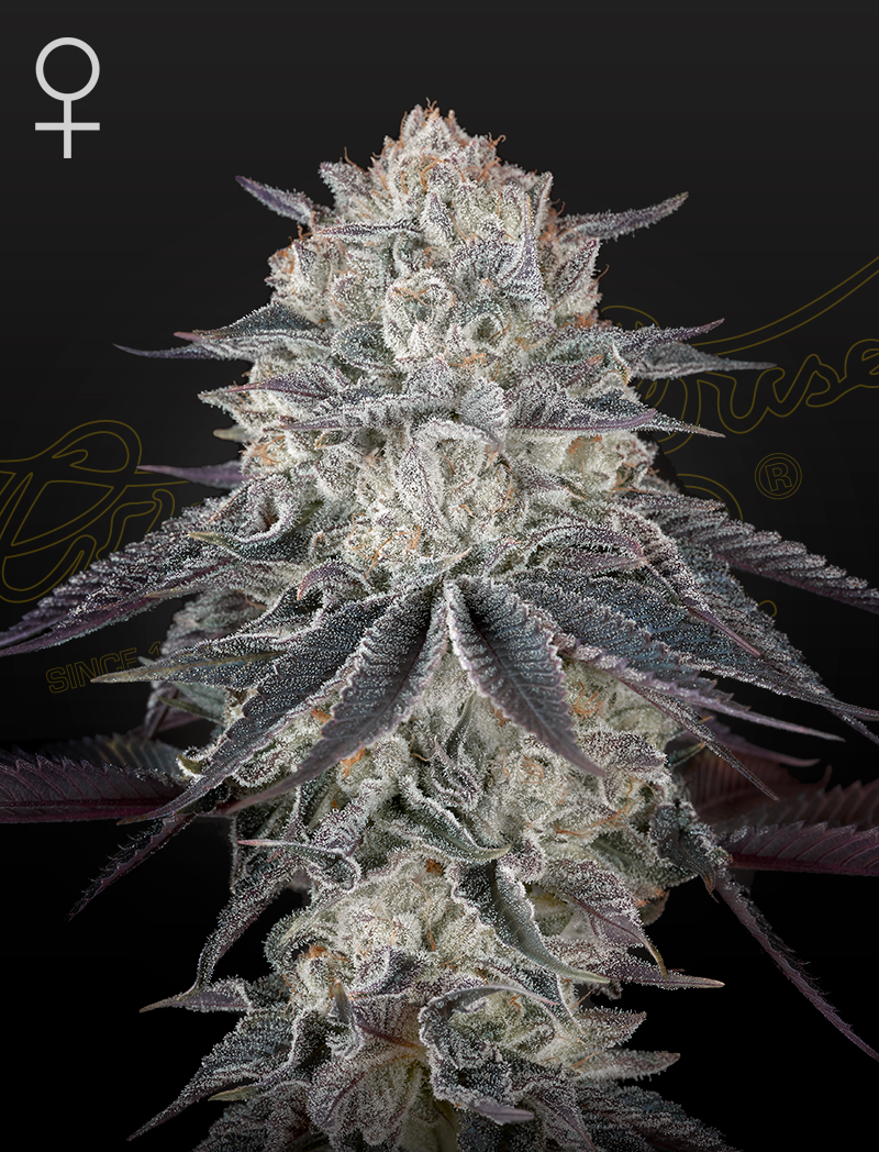 Green House Seeds FULLGAS Green House Seeds FULLGAS
