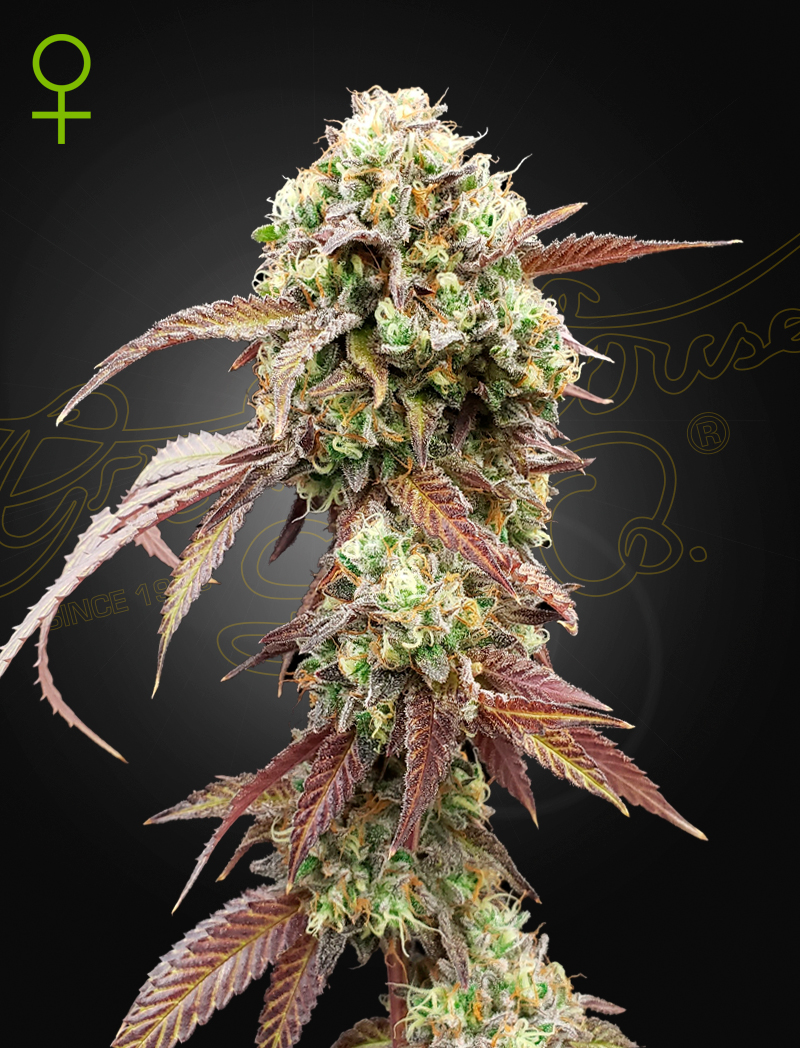 Green House Seeds WEST COAST OG X GELATO AUTO 41
