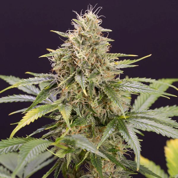 Humboldt Seed Organization CHOCOLATE MINT OG AUTO