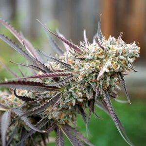Humboldt Seed Organization ICE CREAM CAKE FAST