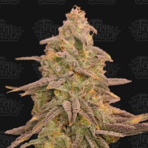 Terp Treez Co BIZCOFFI