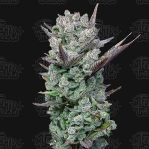 Terp Treez Co BLUE NERDZ