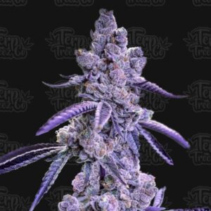 Terp Treez Co BLUE NERDZ AUTO