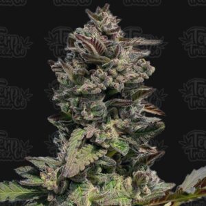 Terp Treez Co FORBIDDEN MINTS AUTO
