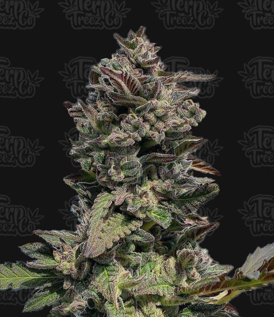 Terp Treez Co FORBIDDEN MINTS AUTO Terp Treez Co FORBIDDEN MINTS AUTO