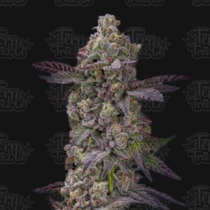 Terp Treez Co TRE LIME SORBETTO
