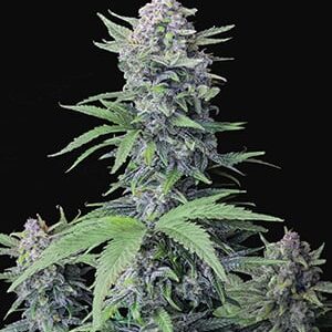 42 Fast Buds TROPICANA COOKIES AUTO