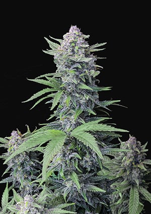 42 Fast Buds TROPICANA COOKIES AUTO