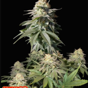42 Fast Buds ORANGE SHERBET FAST