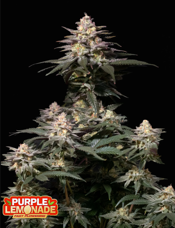 42 Fast Buds PURPLE LEMONADE FAST 42 Fast Buds PURPLE LEMONADE FAST