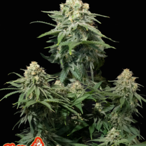 42 Fast Buds WEDDING CHEESECAKE FAST