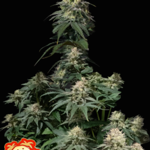 Tropicana Cookies FF