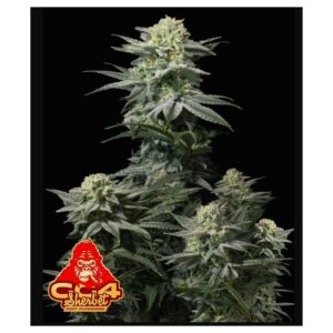 42 Fast Buds GG4 SHERBET FAST