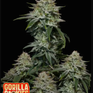 fast buds gorilla cookies fast