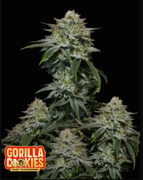 fast buds gorilla cookies fast