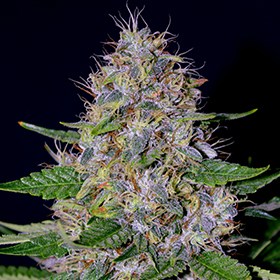 g13-labs-apple-crumble