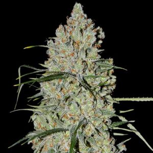 g13-labs-auto-pineapple-express-2