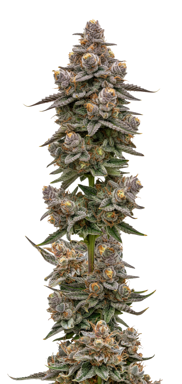 de__blue_zeclair_feminisierte_cannabissamen_von_growers_choice_1_
