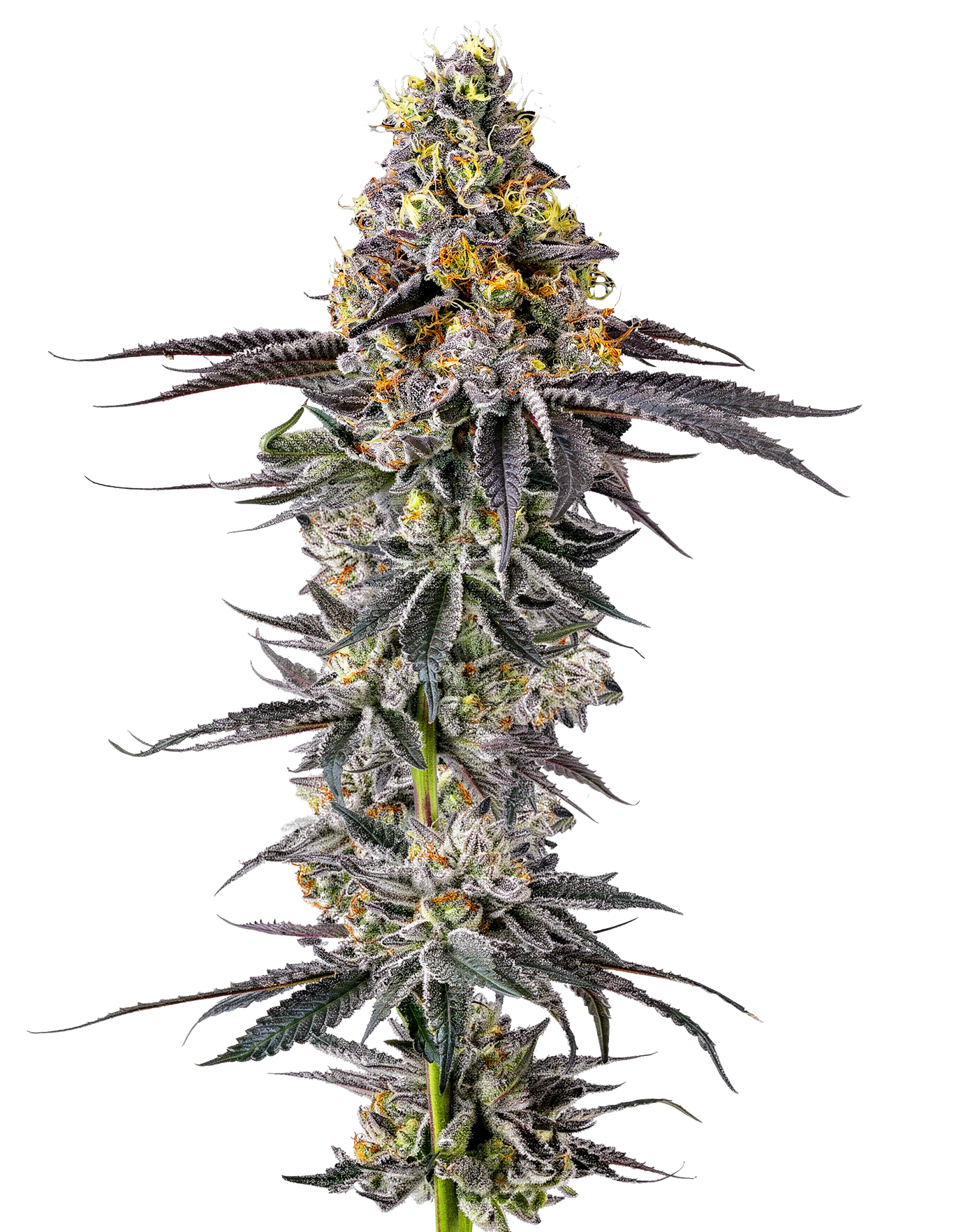 it__semi_di_cannabis_femminizzati_lobster_butter_di_growers_choice