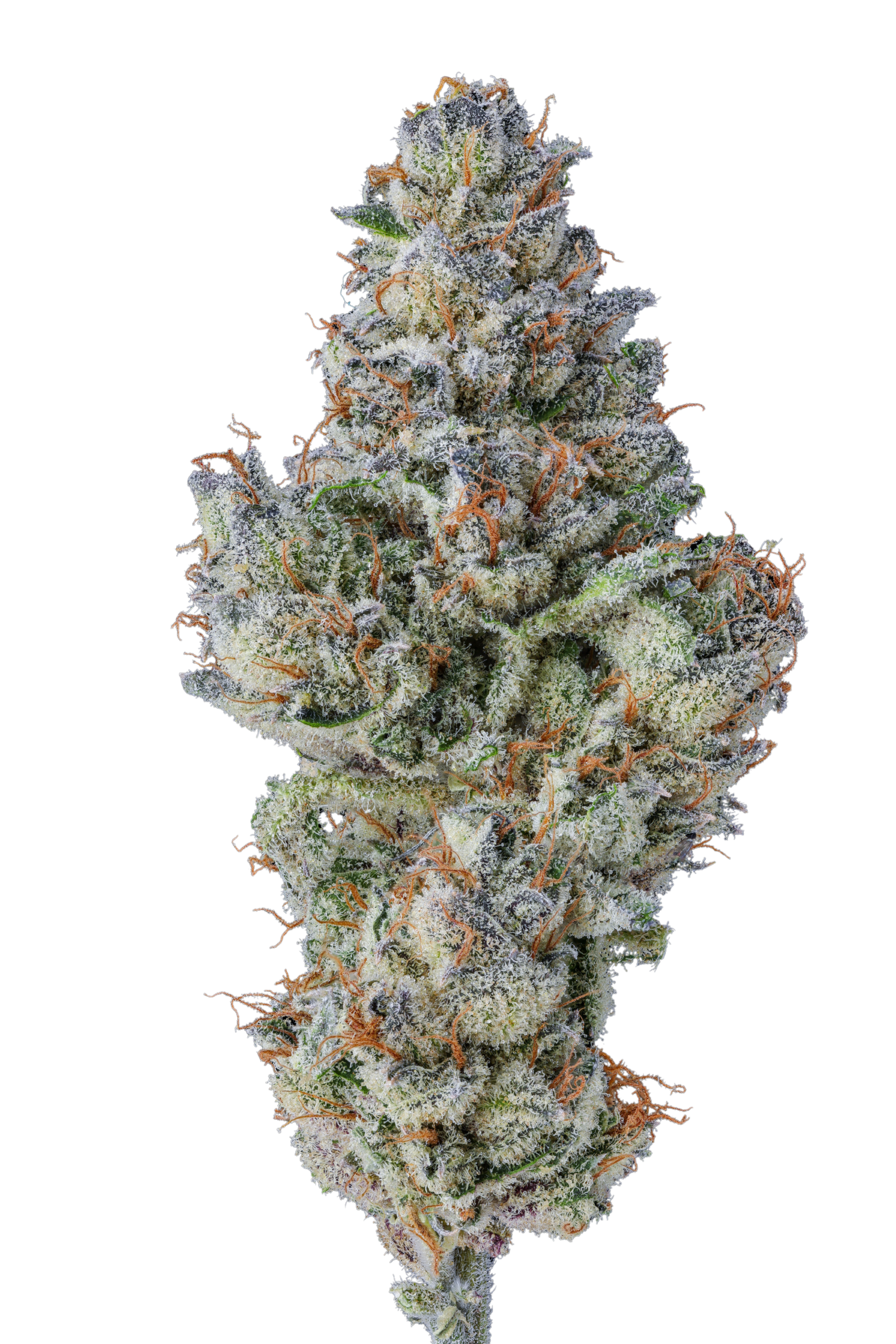 it__semi_di_cannabis_femminizzati_lobster_butter_di_growers_choice_1_